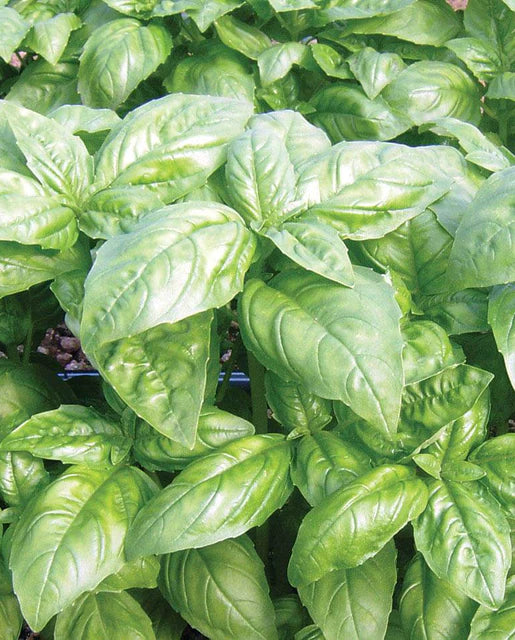 West Coast Seeds (Dolly Organic Basil)