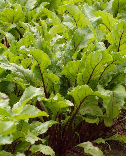 West Coast Seeds (Early Wonder Tall Top Beets)