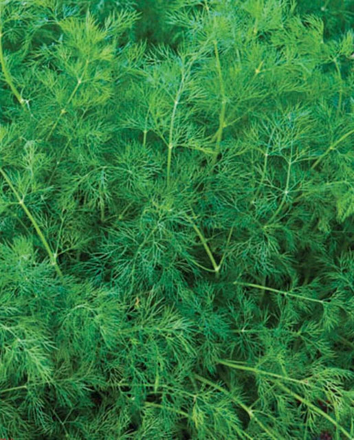 西海岸种子(埃拉有机莳萝)(有机认证)