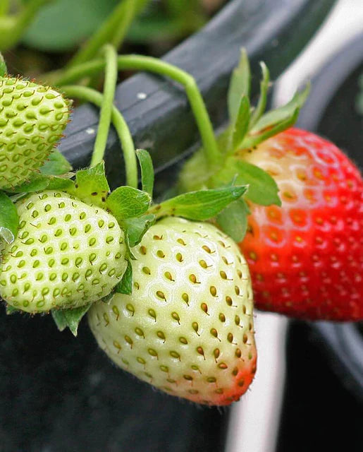 West Coast Seeds (Fresca Strawberries)