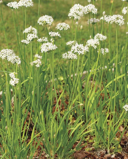 West Coast Seeds (Garlic Chives)