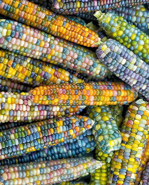 West Coast Seeds (Glass Gem Organic Corn) (Certified Organic)
