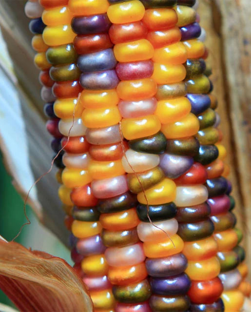 West Coast Seeds (Glass Gem Organic Corn) (Certified Organic)