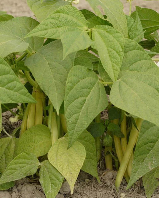 West Coast Seeds (Gold Rush Beans)