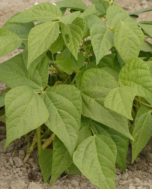 West Coast Seeds (Gold Rush Beans)