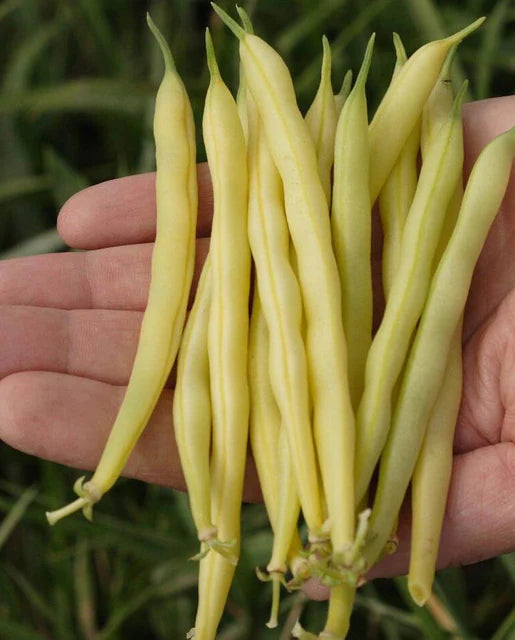 West Coast Seeds (Gold Rush Beans)
