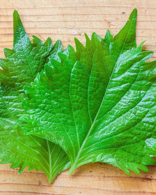 West Coast Seeds (Green Perilla Shiso) 0.5g (~343 Seeds)