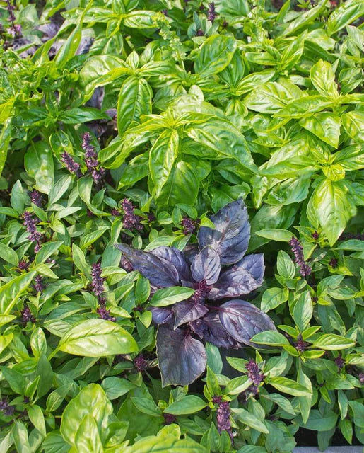 West Coast Seeds (Kitchen Blend Basil)