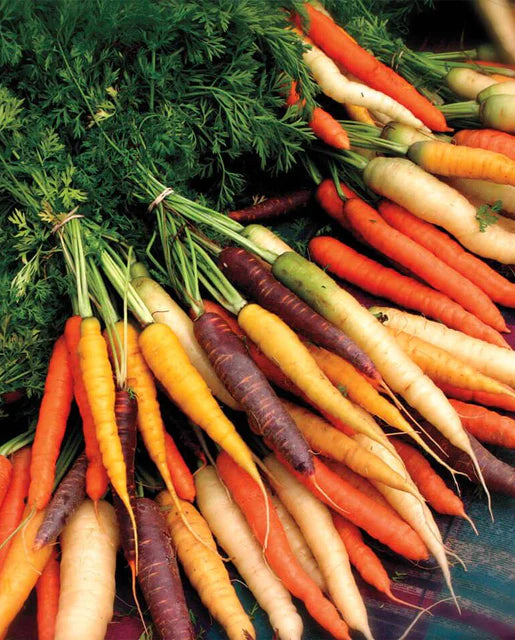 West Coast Seeds (Rainbow Blend Carrots)