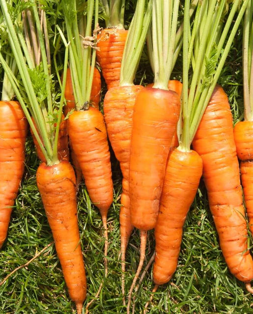 West Coast Seeds (Royal Chantenay Carrots)