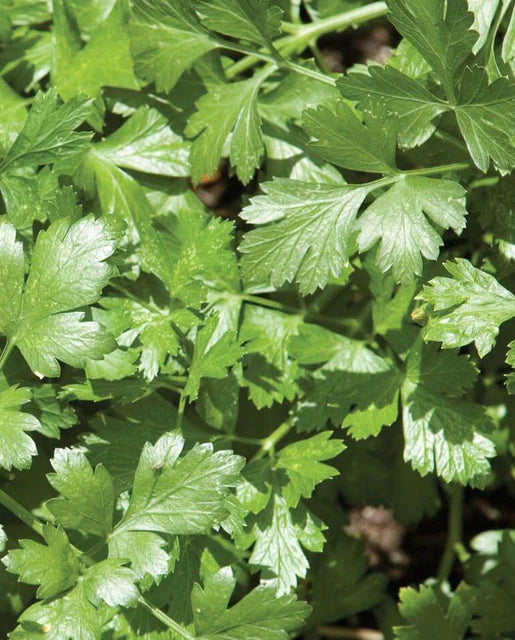West Coast Seeds (Santo Long Standing Cilantro)