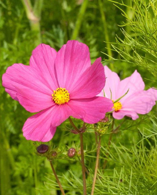 West Coast Seeds (Sensation Mix Cosmos)