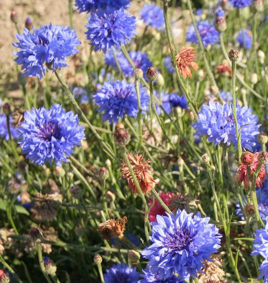 West Coast Seeds (Tall Mixed Cornflowers)