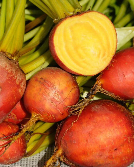 West Coast Seeds (Touchstone Gold Beet)