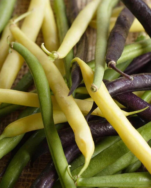 West Coast Seeds (mélange de haricots tricolores)