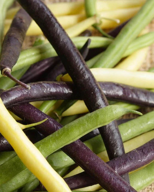 West Coast Seeds (mélange de haricots tricolores)