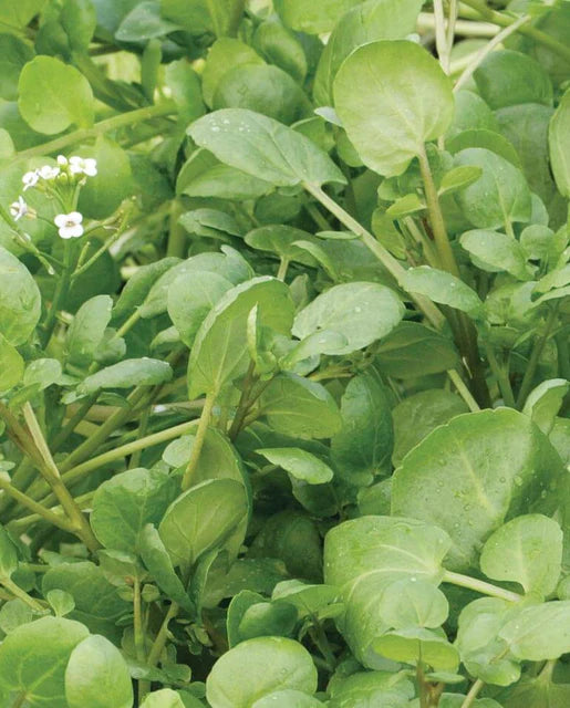 West Coast Seeds (True Watercress)