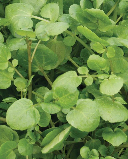 West Coast Seeds (True Watercress)