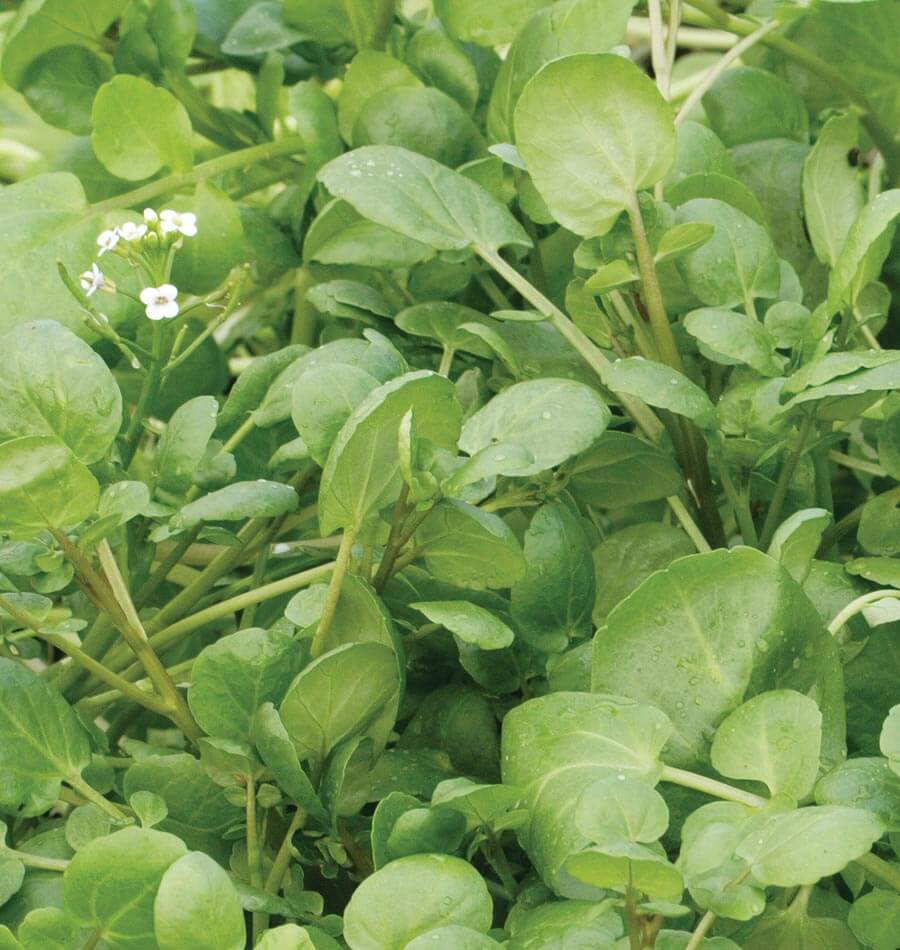West Coast Seeds (True Watercress)