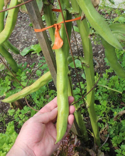 West Coast Seeds (Windsor Beans)