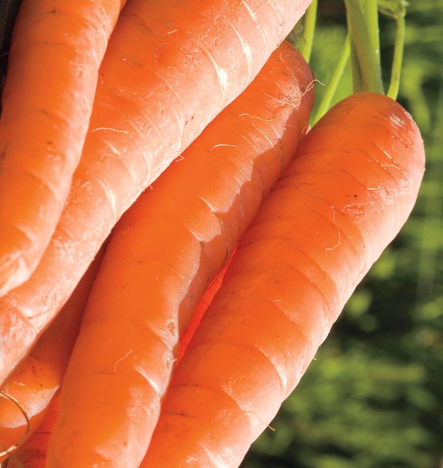 West Coast Seeds (Ya Ya Coated Carrots) (Certified Organic)
