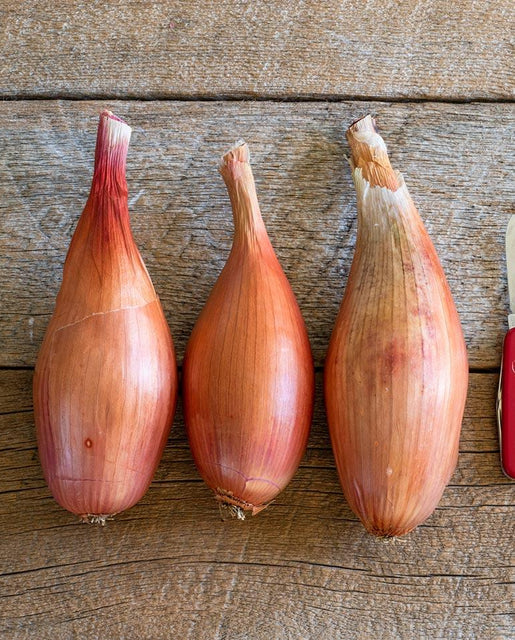 West Coast Seeds (Zebrune Shallots)
