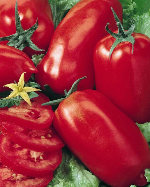 West Coast Seeds (Amish Paste Roma Tomatoes)