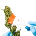 CannaBrush Trimming Brush (Sale 20% OFF)