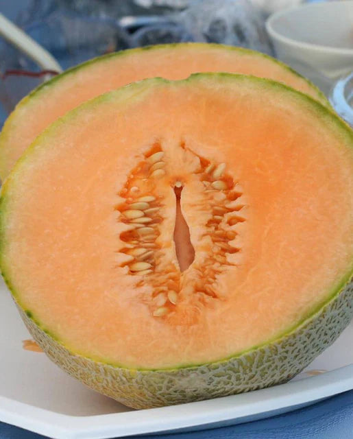 West Coast Seeds (EarliChamp Cantaloupe Seeds)