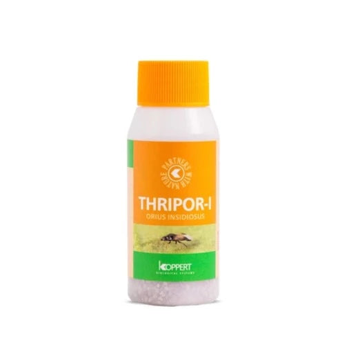 koppert thripor i thrip control