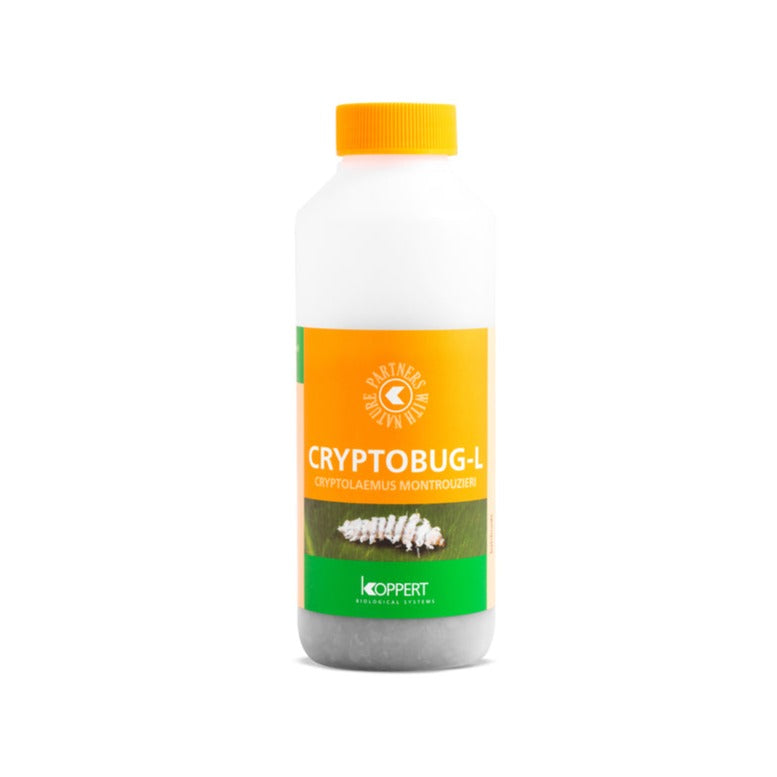koppert cryptobug L