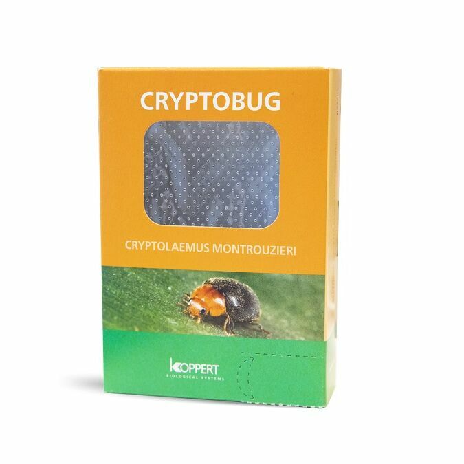 Koppert Cryptobug(针对 Mealybugs)