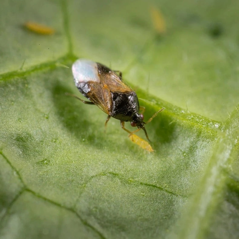 koppert thripor i bugs