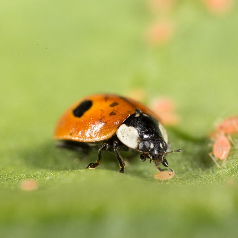 koppert aphidalia bipunctata