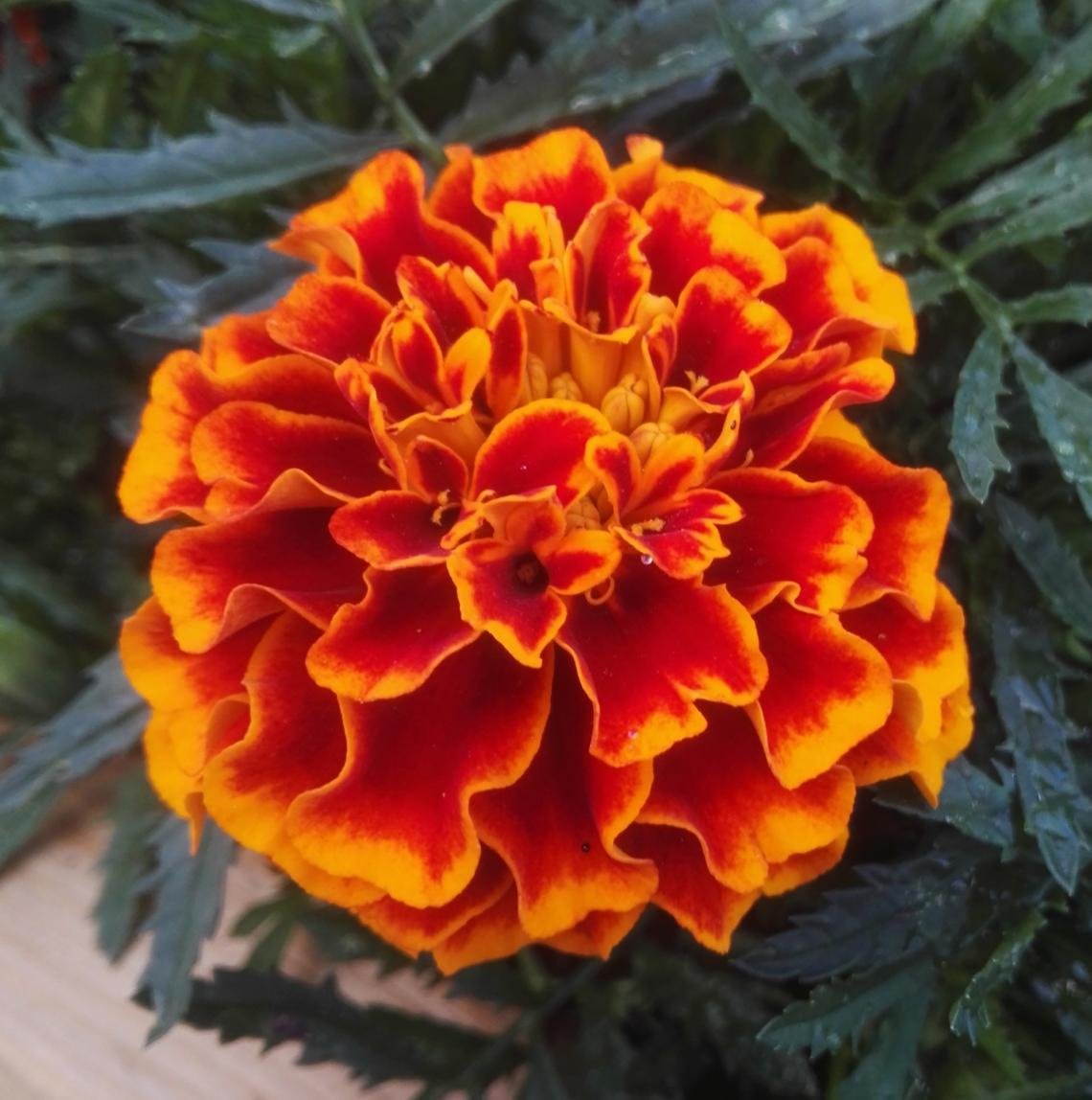黑燕万寿菊种子(50 包)