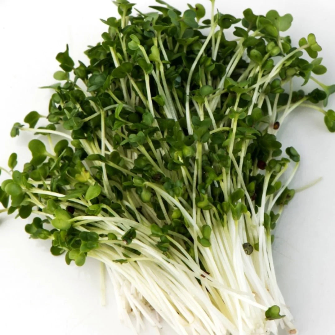 Brocoli aux graines germées de Mumm's
