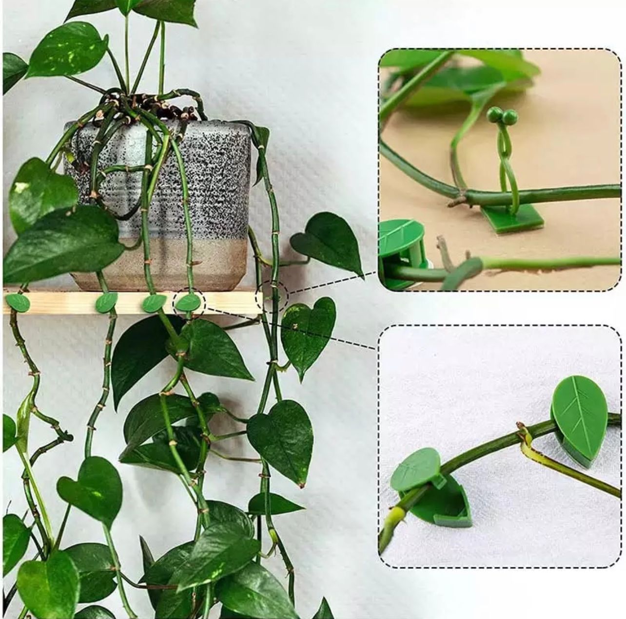 植物支撑夹(10 个装)