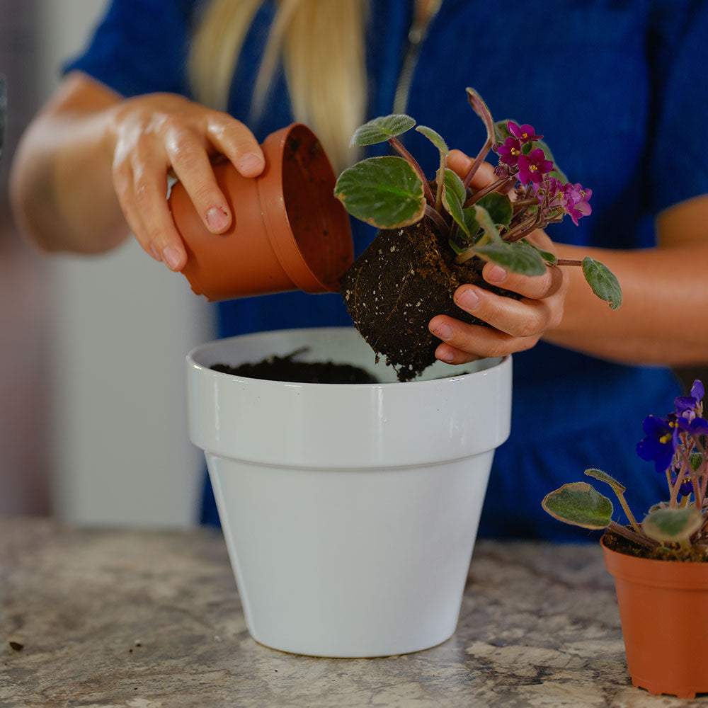 PROMIX Premium African Violet Mix Application Example