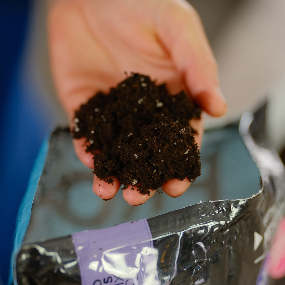PROMIX Premium African Violet Mix In Hand
