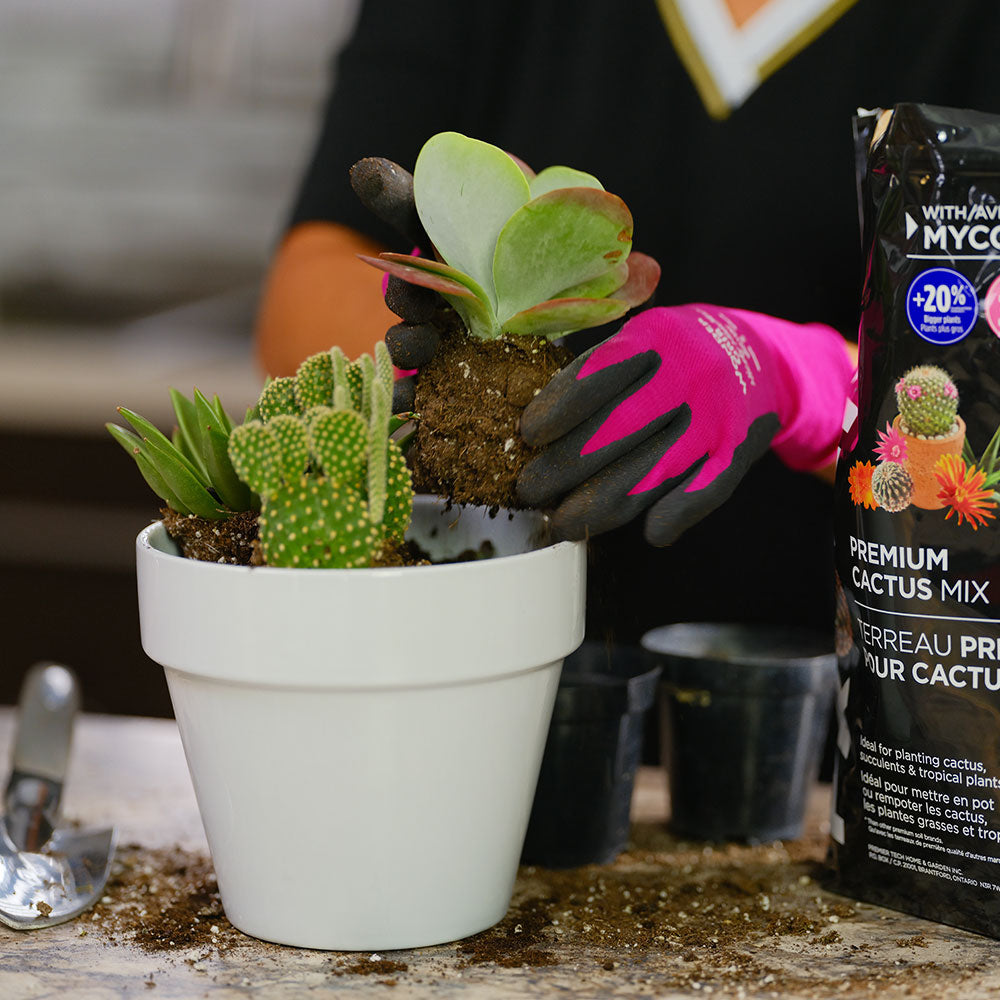 PROMIX Premium Cactus Mix 5L Application Example