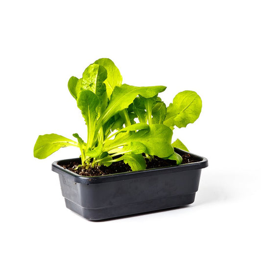 Plateaux de micro-semences SunBlaster (paquet de 4)