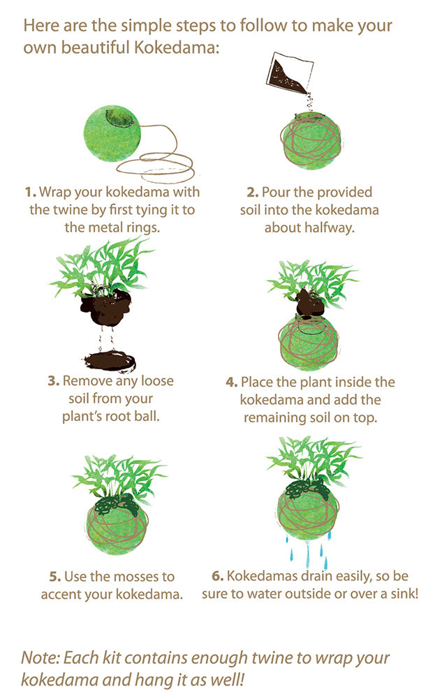 SuperMoss Kokedama 套件 (6")