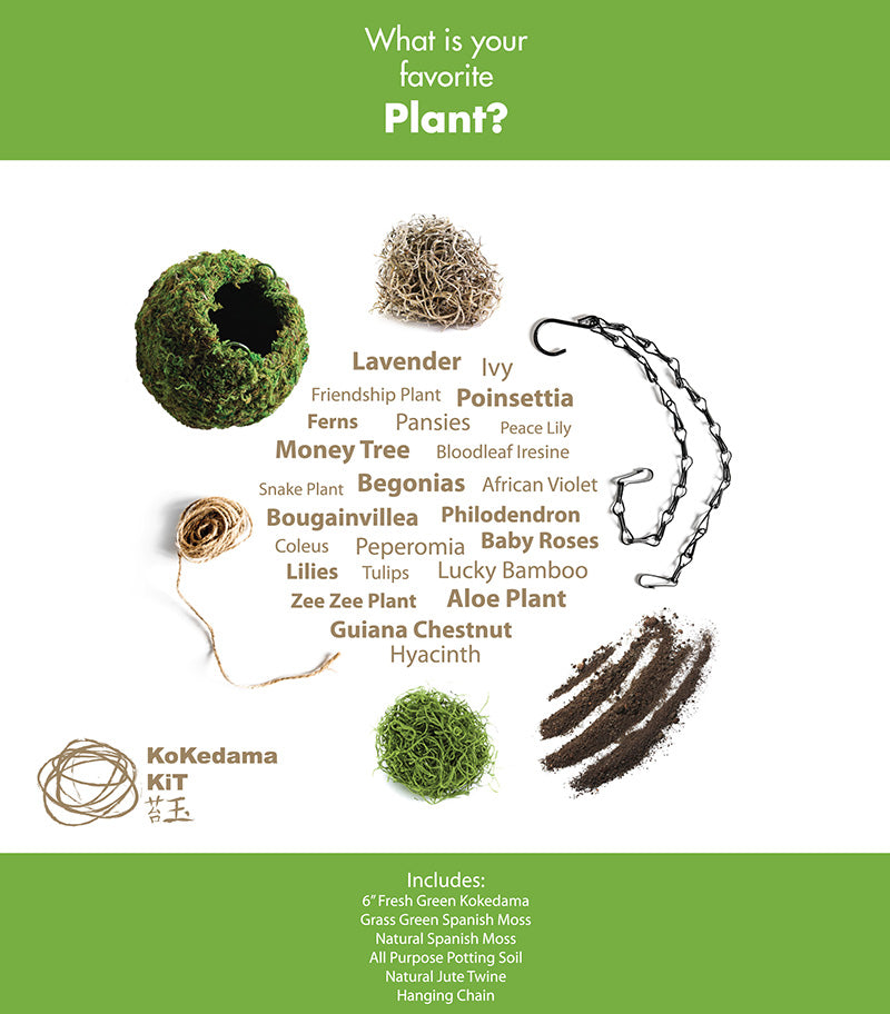 SuperMoss Kokedama 套件 (6")