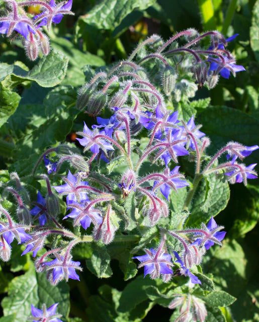 West Coast Seeds (Borage)