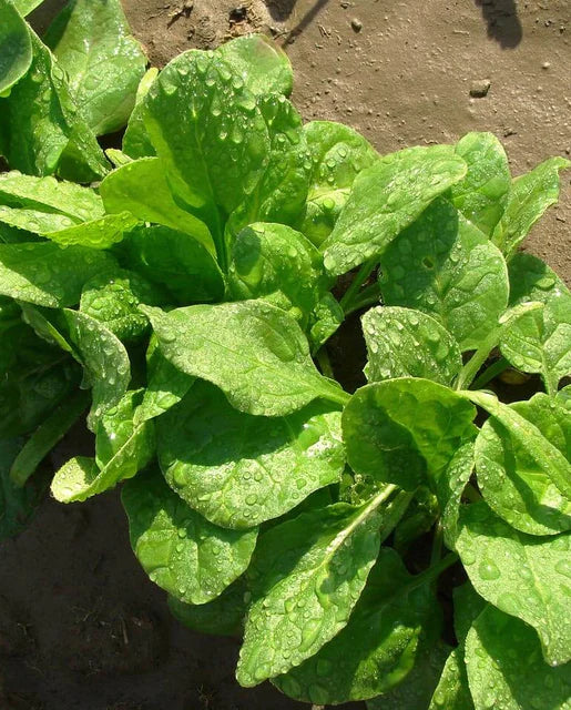 West Coast Seeds (Monstrueux de Viroflay Spinach)