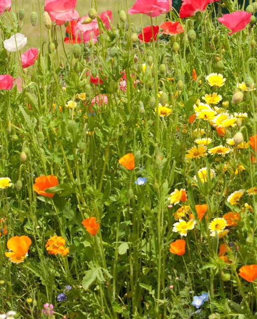 west coast seeds wildflowers West Coast Seeds (Bee Garden Blend Wildflowers)