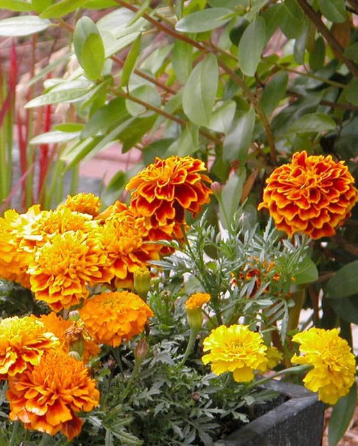 West Coast Seeds (Brocade Marigolds)