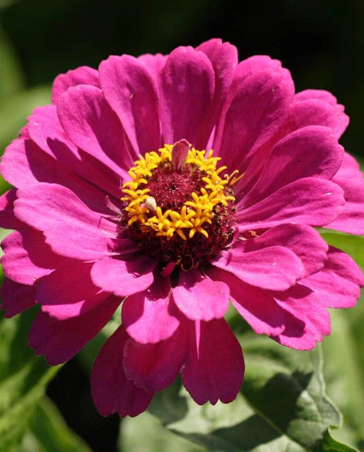 Graines de la Côte Ouest (Mélange des Giants de Californie)