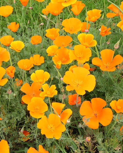 West Coast Seeds (California Orange Poppies)