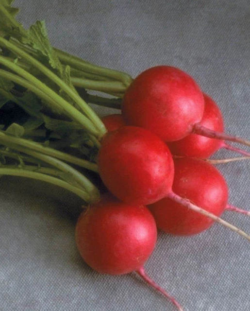 West Coast Seeds (Cherriette Radish)